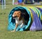 English Shepherd at a Dog Agility Trial