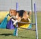 English Shepherd at a Dog Agility Trial