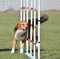 English Shepherd at Dog Agility Trial