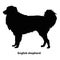 English shepherd dog of different breeds, vector set of silhouettes