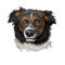 English Shepherd, Farm Collie dog digital art illustration isolated on white background. England origin herding dog