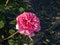 English Shrub Rose Bred By David Austin \\\'Princess Alexandra of Kent\\\' with unusually large, bright pink flowers