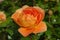 English shrub rose, Pat Austin