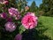 English Shrub rose (rosa) \\\'Harlow Carr\\\' flowering with shallow cups of the purest mid pink in the