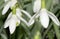 English Snowdrops in Spring.