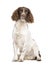 English Springer Spaniel (10 months)