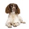 English Springer Spaniel (10 months)