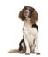 English Springer Spaniel (2 years)