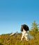 English springer spaniel