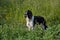 English Springer Spaniel