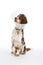 English Springer Spaniel with buster collar