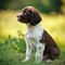 English Springer Spaniel puppy sitting on the green meadow in a summer green field. Portrait of a cute English Springer Spaniel