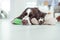 English Springer Spaniel is sleep on the floor next with your favorite soft toy, teddy bear