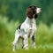 English Springer Spaniel standing on the green meadow in summer. English Springer Spaniel dog standing on the grass with a summer