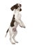 English Springer Spaniel standing on hind legs
