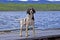 English Springer Spaniel standing on wharf after swimming in the lake.