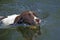 English Springer Spaniel swimming, close up