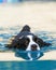 English Springer Spaniel Swimming in Pool