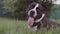 English staffordshire bull terrier running and jump