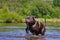 English Stafforshire Bull Terrier Running in the River