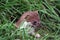 The English Stoat, Mustela erminea is danger personified