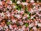 English stonecrop sedum anglicum flowers