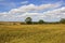 English summer landscape with golden barley fields