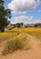 An English Summer Landscape of ripening Wheat