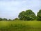 English Summer Meadow With Trees