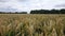 English summer wheat field