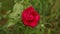 English Tea rose closeup. decorative red rose close up. English Tea Red roses.