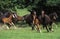 English Thoroughbred, Herd Galloping, Normandy