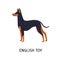 English Toy Terrier. Beautiful small dog of toy breed with short-haired coat, side view. Adorable little purebred pet