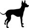 English toy terrier silhouette black