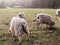 english uk farm sheep feeding grazing autumn cold