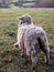 english uk farm sheep feeding grazing autumn cold