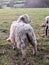 english uk farm sheep feeding grazing autumn cold