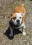 English-Victorian bulldog crossbreed