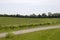 English vineyard in Surrey. England