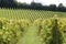 English Vineyard. Surrey. England