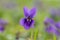 English violet viola odorata flower