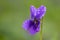 English violet viola odorata flower