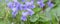 English violet. Viola odorata. Spring primroses. Flower with a sweet scent. Delicate blurred spring background with garden violet