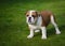 English white and brown female bulldog standing on the grass