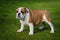 English white and brown female bulldog standing on the grass
