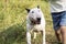 English white bull terrier and child