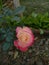 English White and pink Rose