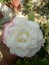 English White Rose