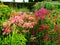 English wildflower gardens -giardino all\'inglese fiori di campo