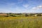 English wildflower meadow